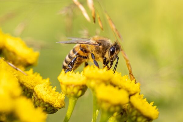 honey bee, bee, flowers