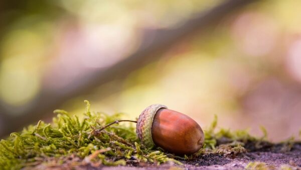 acorn, fall, nature