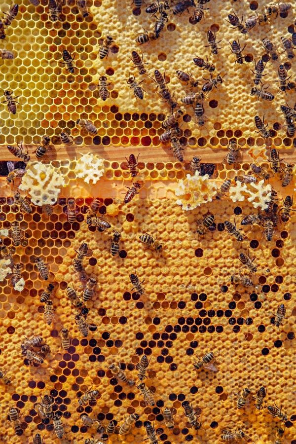 bees, nature, animals
