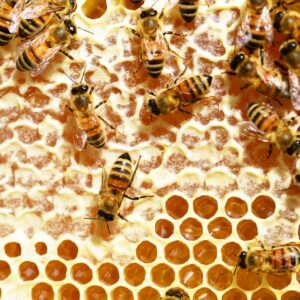 bees, honey, honey bees